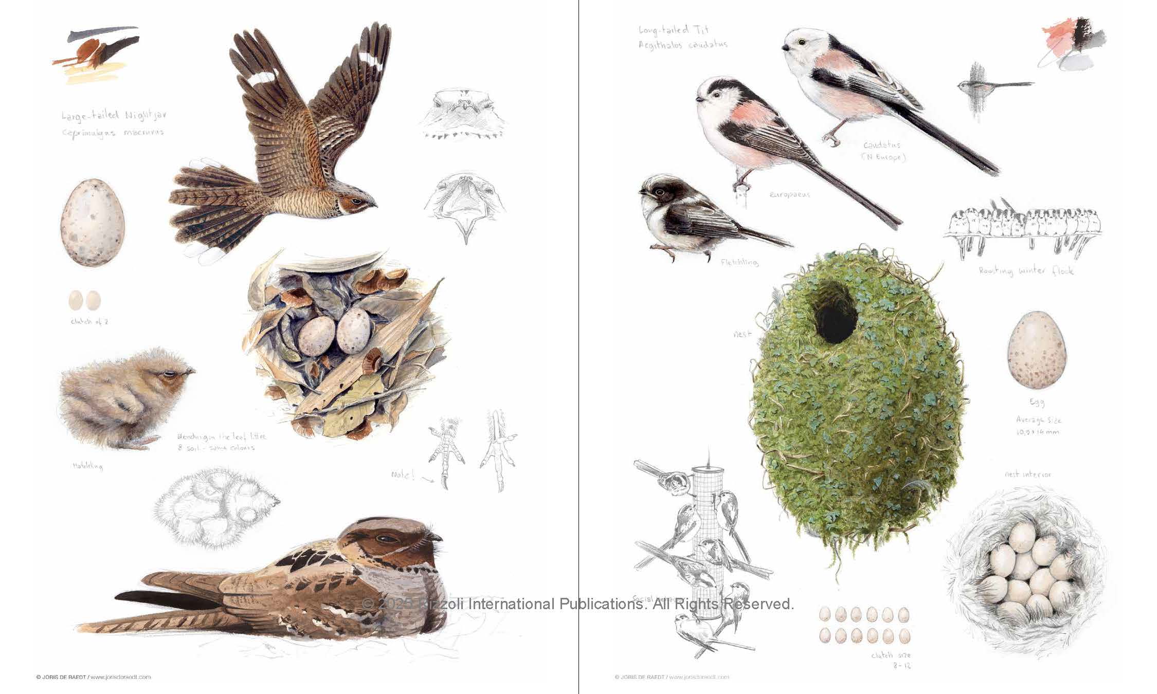 Bird, Nest & Egg by Walter De Raedt | Hardie Grant Publishing