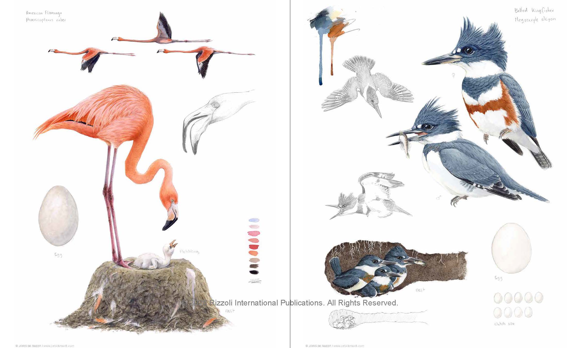 Bird, Nest & Egg by Walter De Raedt | Hardie Grant Publishing