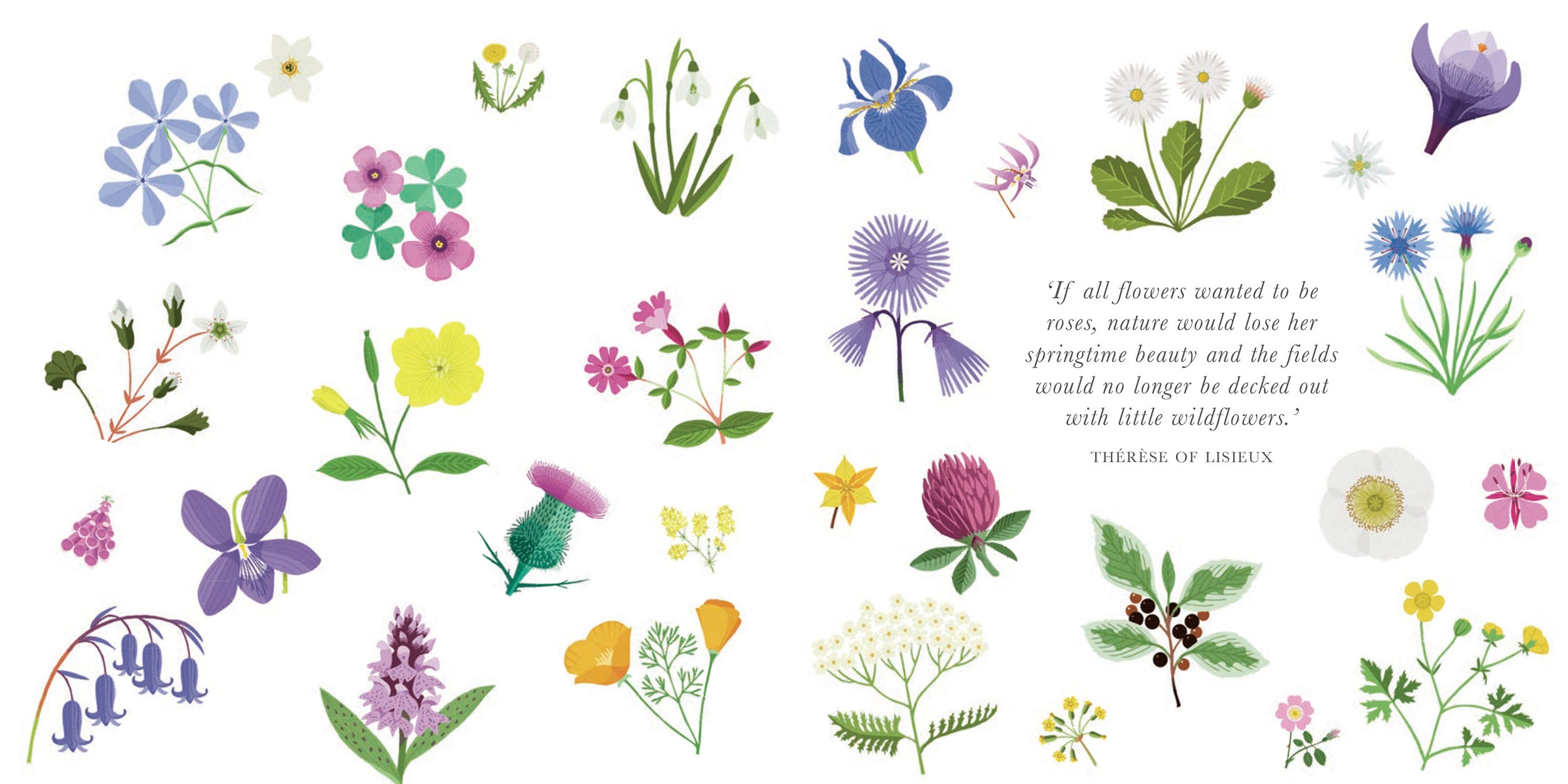 The Little Guide to Wildflowers by Alison Davies | Hardie Grant
